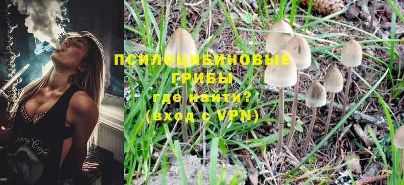 Галлюциногенные грибы Psilocybe  купить наркотики цена  Судак 